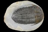 Homalonotid (Iberocoryphe?) Trilobite - Very Rare! #125124-1